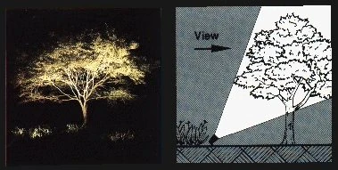 A tree lit from one side at night, beside a drawing of the light cone aimed from the viewing direction.