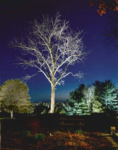 A leafless tree lit white from below against a deep blue evening sky, with town lights in the distance.