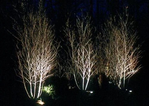 Three clumps of bare white birches uplit against a black lawn at night.