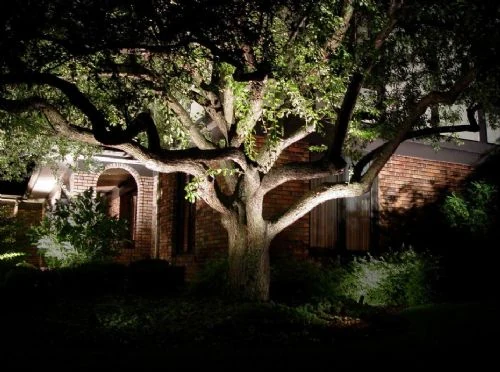 A live oak canopy lit from beneath, spreading over a brick house at night.